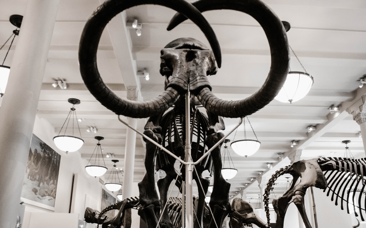 Museum Digital Asset Management | DAM for Libraries | Extensis