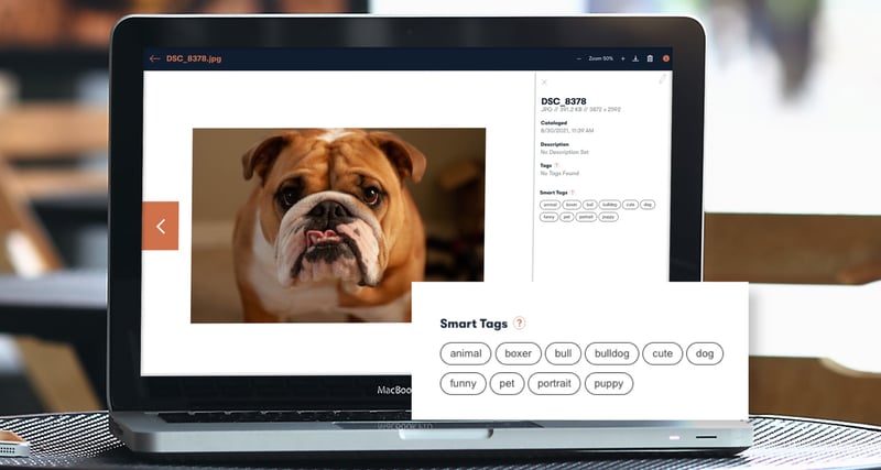 connect-assets-smart-tags-bulldog-img-D-1